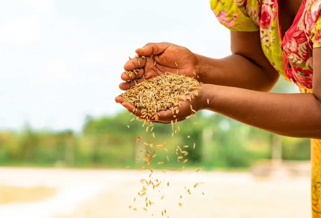 Hands holding harvested grain