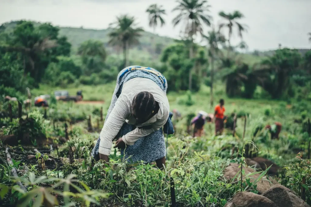 Woman planting crops in a field